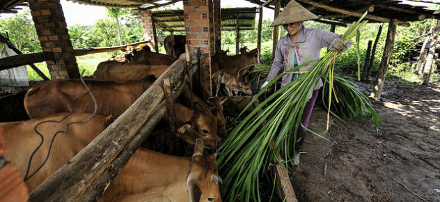 livestock-vietnam-gsmith